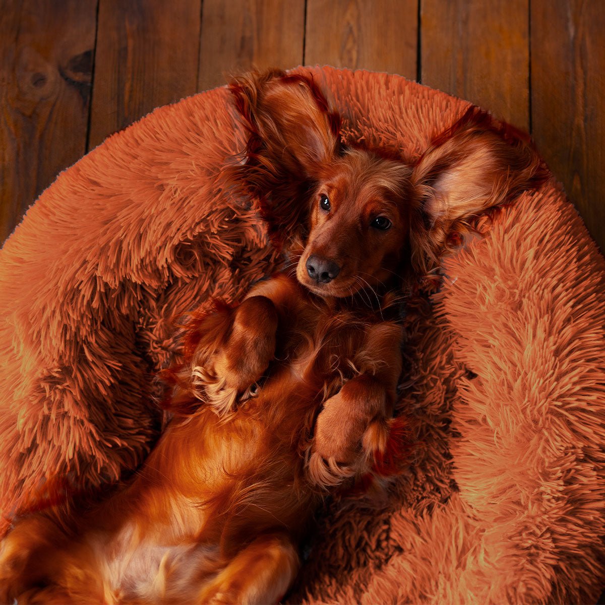 PEACEFUL POOCH: Cama de lujo para mascotas