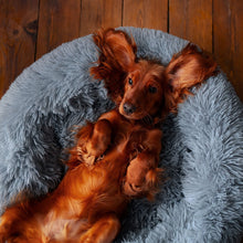 Cargar imagen en el visor de la galería, PEACEFUL POOCH + Cepillo Quita Pelo De Regalo