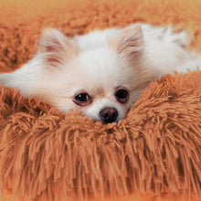 Cargar imagen en el visor de la galería, PEACEFUL POOCH + Cepillo Quita Pelo De Regalo