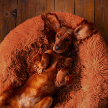 Cargar imagen en el visor de la galería, PEACEFUL POOCH + Cepillo Quita Pelo De Regalo